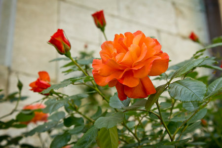 One orange rose close-up. A rose on a bush in the gardenの写真素材