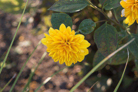 Yellow flowers of helianthus in close-up. Yellow garden flower in flowerbed.の写真素材