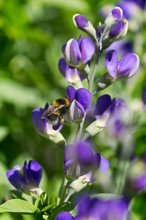 Close-up of a bumblebee on a baptisia flower. Blue baptisia flowersの写真素材