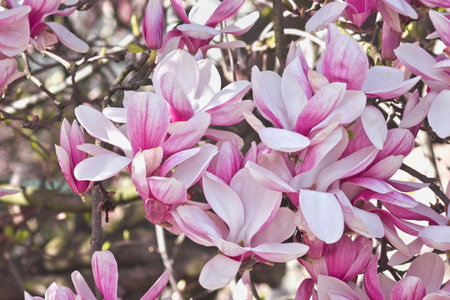 Spring blooming pink magnolia tree. Magnolia soulangeana flowering branches close-upの写真素材