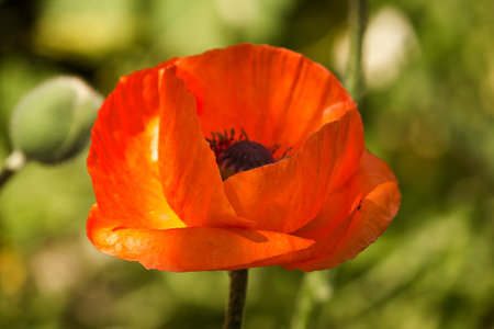 Close-up of poppy flowers. Poppy in the garden on the flowerbed.の写真素材
