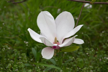 Spring blooming pink magnolia tree. Magnolia soulangeana flowering branches close-upの写真素材