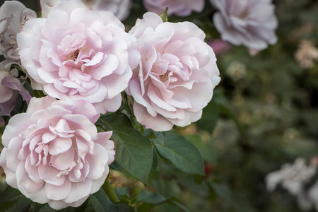 Three pink roses close-up. A rose bush in the gardenの写真素材