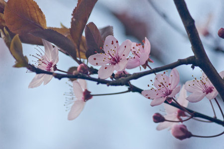 close-up of a branch of a blooming pink plum tree. Pink flowers of ornamental plum in springの写真素材