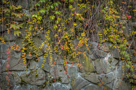 Stone wall with wild grape branches with autumn yellow leavesの写真素材