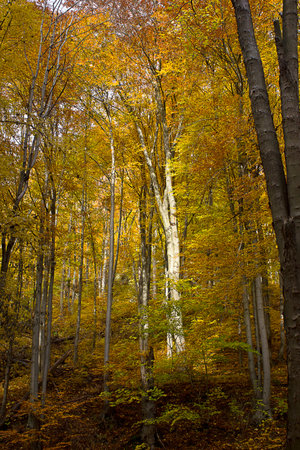 an autumn landscape. View of an autumn forest with yellow leavesの写真素材