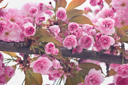 Sakura flowers close-up. Spring sakura trees with pink flowers.の写真素材