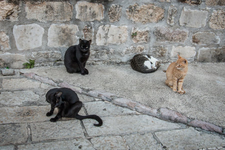 Four cats on the sidewalk near the stone wall in close-upの写真素材