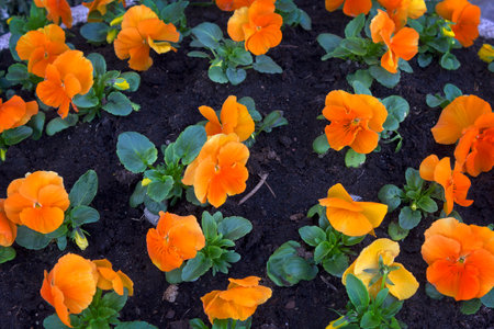 flowerbed with orange flowers pansies close-up.の写真素材
