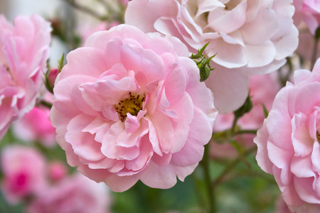 Close-up of pink roses. Garden with blooming rosesの写真素材