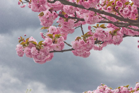 Sakura flowers close-up. Spring sakura trees with pink flowers against a cloudy sky.の写真素材
