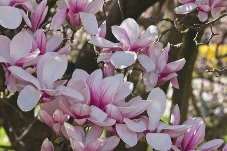 Spring blooming pink magnolia tree. Magnolia soulangeana flowering branches close-upの写真素材