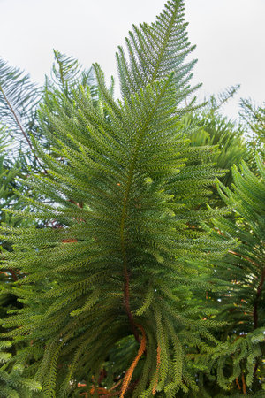 A close-up of an araucaria branch. Tree growing in the park.