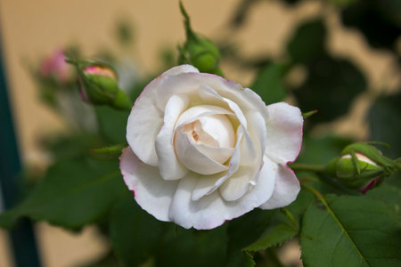one white rose close-up on a bush in the gardenの写真素材