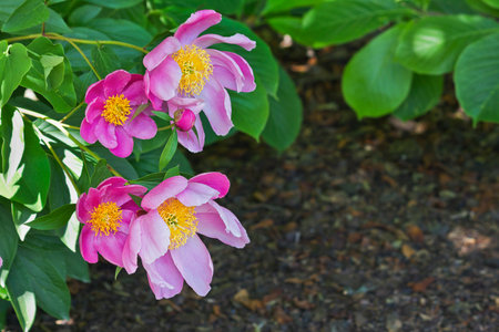 Pink peonies close-up. Flowering garden peoniesの写真素材
