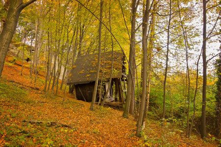Picturesque autumn landscape. Forest with yellowed trees and fallen leaves. Abandoned wooden hut in the autumn forestの写真素材