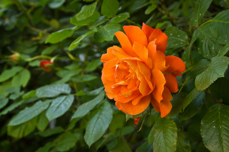 One orange rose close-up. A rose on a bush in the gardenの写真素材