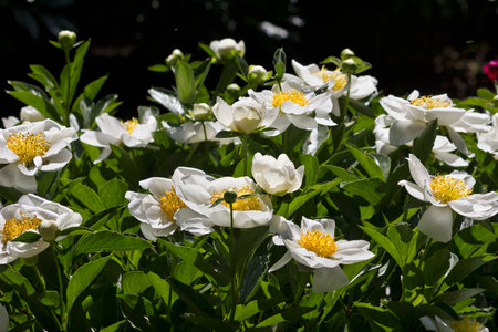Close-up of a white peony with a yellow center. Peony variety 'Jan van leuden'の写真素材