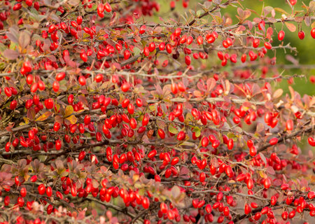Barberry bush with ripe berries in close-upの写真素材