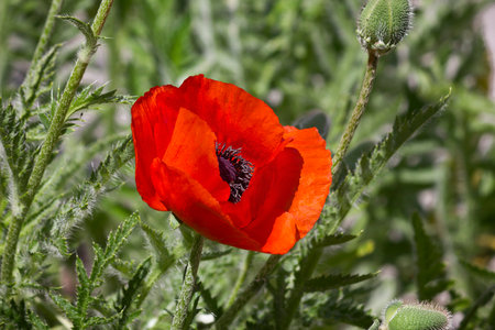 Close-up of poppy flowers. Red poppy in the garden on the flowerbed.の写真素材