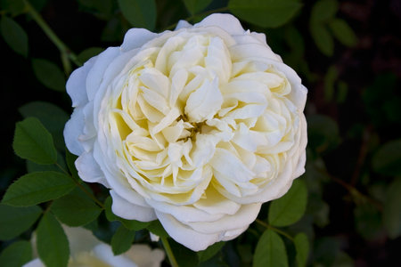 A white rose on a bush in close-up. A blooming rose bush in the gardenの写真素材