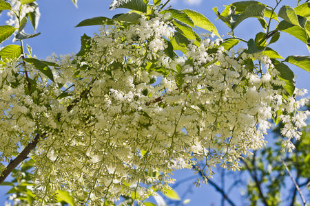 White flowers Pterostyrax hispidus close-up. A flowering tree with tassels of white flowers.の写真素材