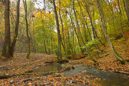 Autumn landscape with a small river in the forestの写真素材