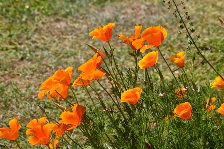 Close-up of eschscholzia flowers. Orange flowers in the garden on the flowerbed.の写真素材