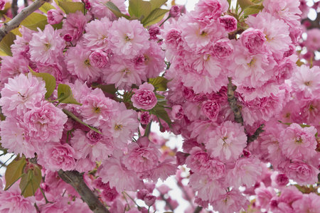 Sakura flowers close-up. Spring sakura trees with pink flowers.の写真素材