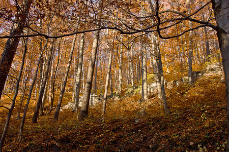 An autumn forest with yellow trees and fallen leaves and the remains of an ancient stone wallの写真素材