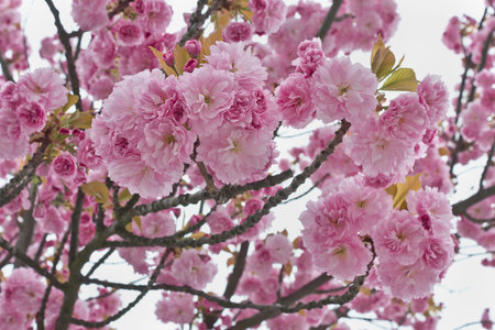 Sakura flowers close-up. Spring sakura trees with pink flowers.