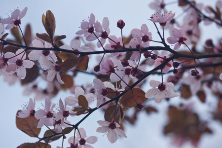 close-up of a branch of a blooming pink plum tree. Pink flowers of ornamental plum in springの写真素材