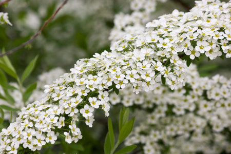 White flowers of spirea close-up. Flowering bush of meadowsweet.の写真素材