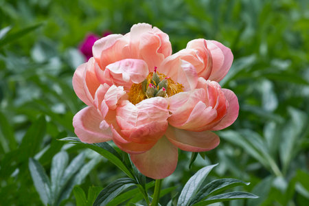 Close-up of a pink peony in the gardenの写真素材