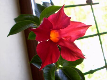 Photo of red mandevilla flower on blurred backgroundの写真素材