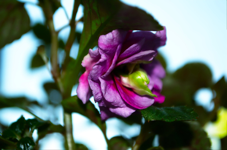 Photo of pink flower with green leaves on black backgroundの写真素材
