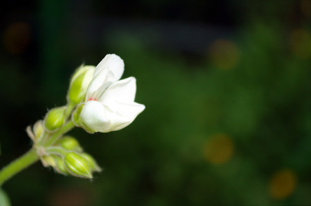 Photo of white flower and buds on a blurred background in bokeh styleの写真素材