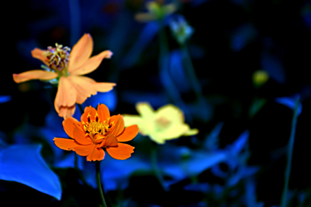 Very bright and prominent orange flower on a natural dark blurred background of plants and flowers in blue neon lightingの写真素材