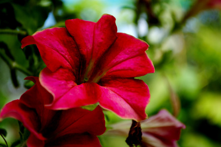 Floral background, red flower on green blurred backdrop, selective focus on the middle part of the flowerの写真素材