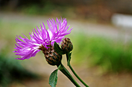 Floral background, light purple beautiful flower on green blurred backdrop in bokeh styleの写真素材
