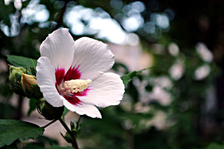 Floral background, white beautiful flower on green blurred backdrop in bokeh styleの写真素材