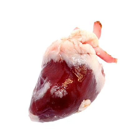 Raw fresh meat turkey offals - one heart isolated on white backgroundの写真素材