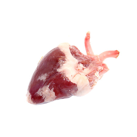 Raw fresh meat turkey offals - one heart isolated on white backgroundの写真素材