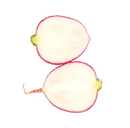 Two halves of bright sliced ripe beige radish isolated on white backgroundの写真素材