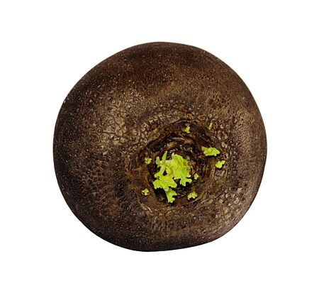 One brown ripe black radish isolated on white backgroundの写真素材