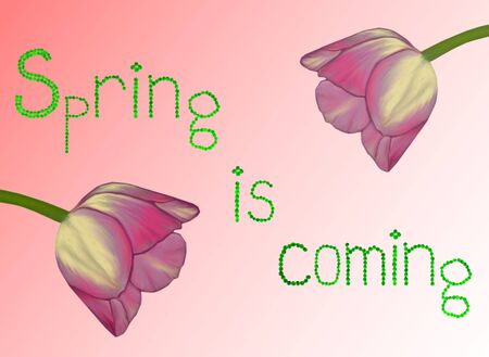Illustration in soft pink tones with a photorealistic tulip flower and an inscription "Spring is coming"の写真素材