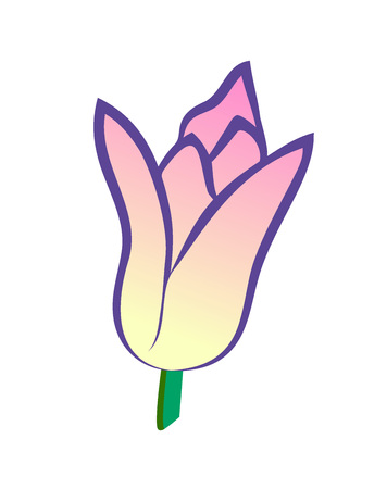 Vector illustration, flat cartoon pink with yellow tulip flower isolated on white backgroundのイラスト素材