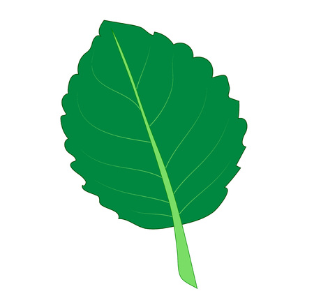 Vector illustration, isolated green gloxinia leaf, hand painted drawingのイラスト素材