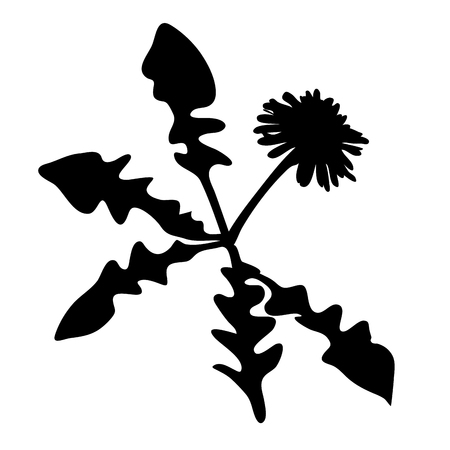 Vector illustration, isolated dandelion flower with leafs silhouetteのイラスト素材