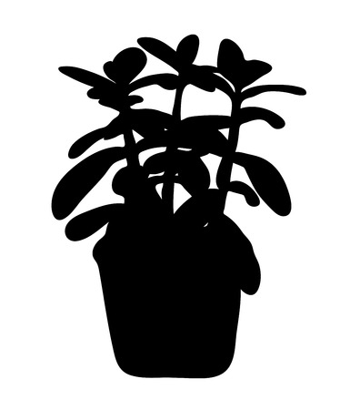 Vector illustration, isolated decorative Crassula plant in a pot silhouetteのイラスト素材